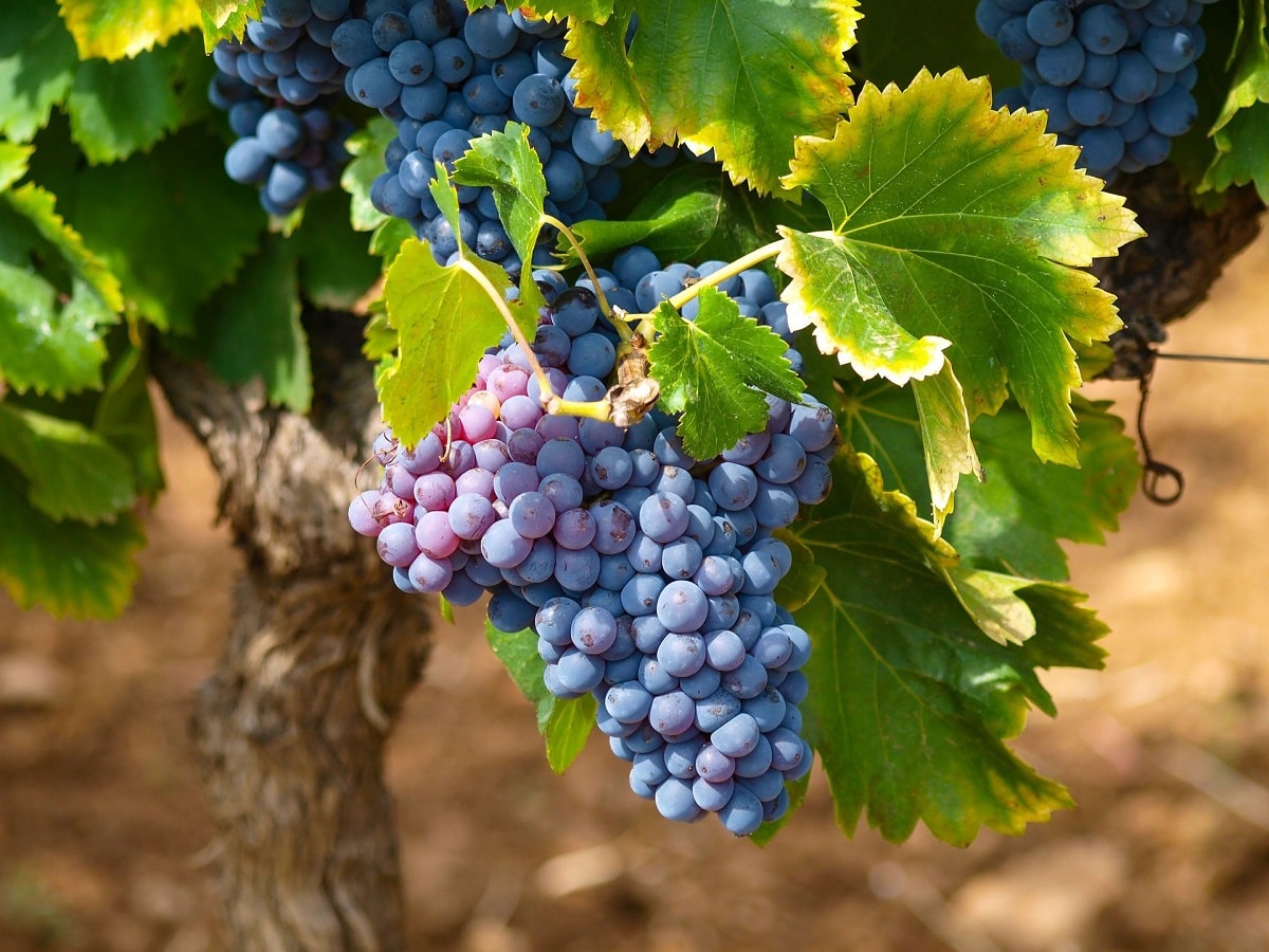 Maltempo, Coldiretti lancia SOS: paura per la vendemmia