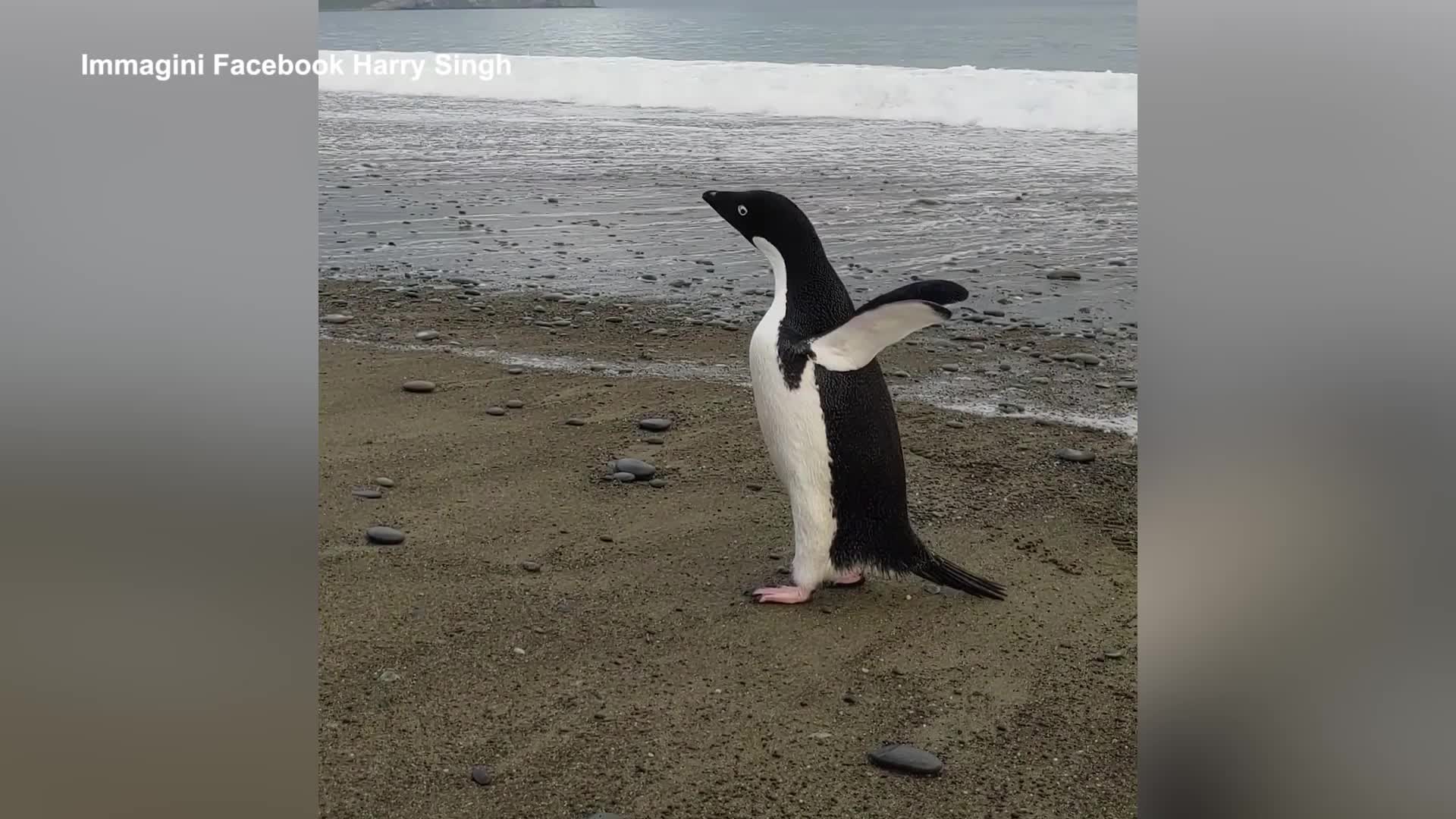 Pingu, il pinguino trovato e soccorso a 3mila chilometri da casa - VIDEO