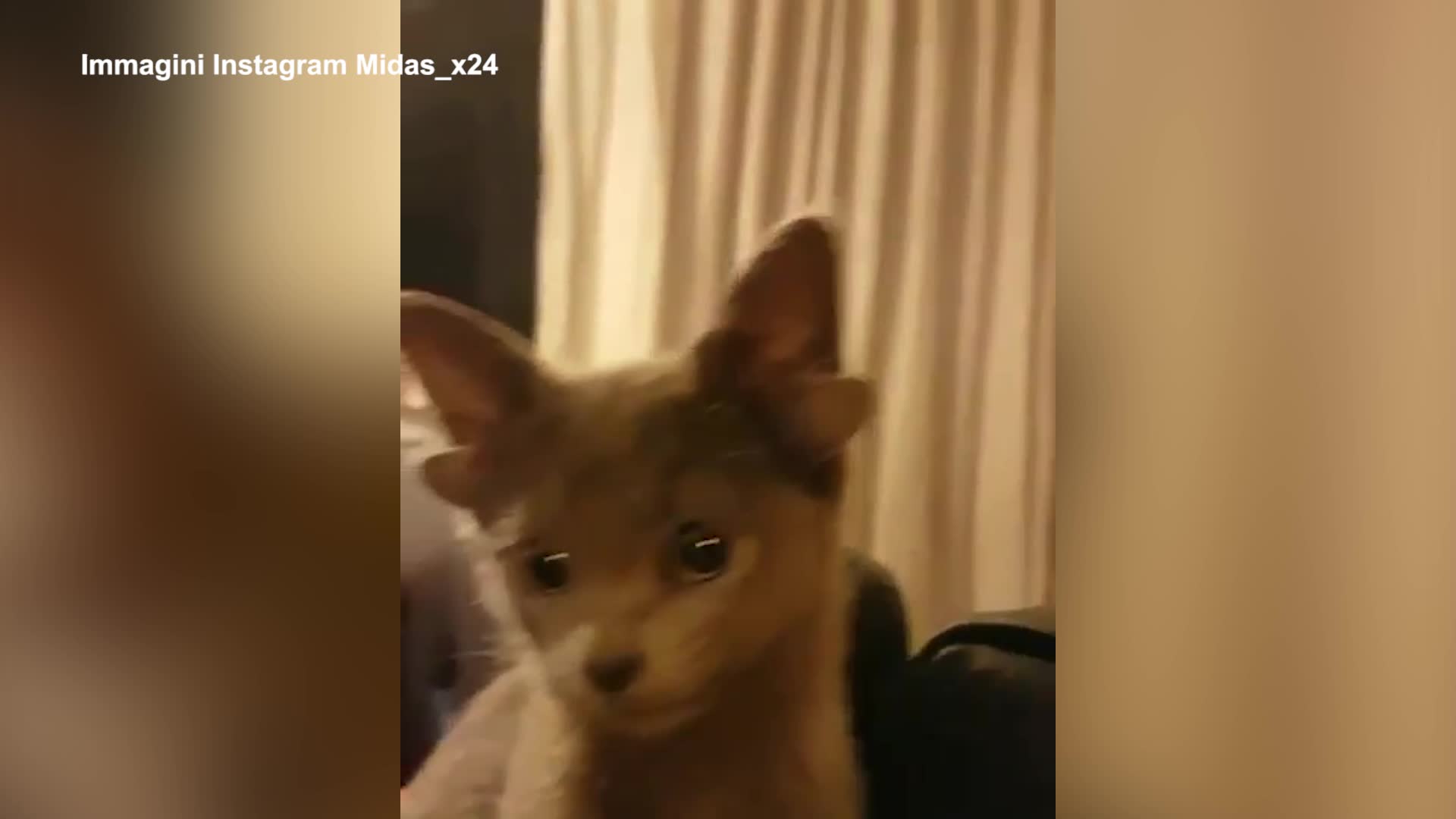 Midas, la gattina con quattro orecchie conquista Instagram - VIDEO