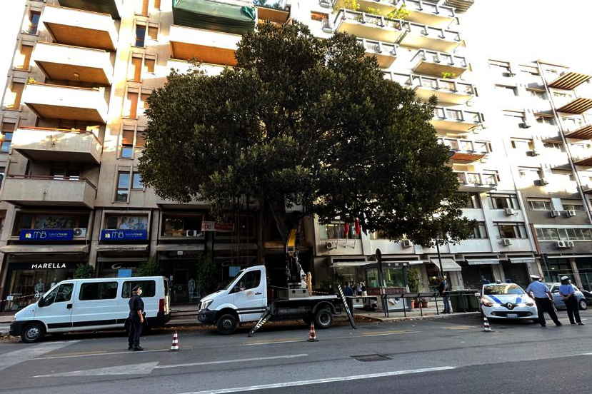 Legalità ambientale, i carabinieri donano 100 “Alberi di Falcone”