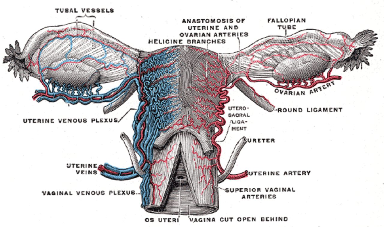 Una rappresentazione dell'utero contenuta nel libro "L'Anatomia del Gray" del dottor Henry Gray (Pubblico Dominio)