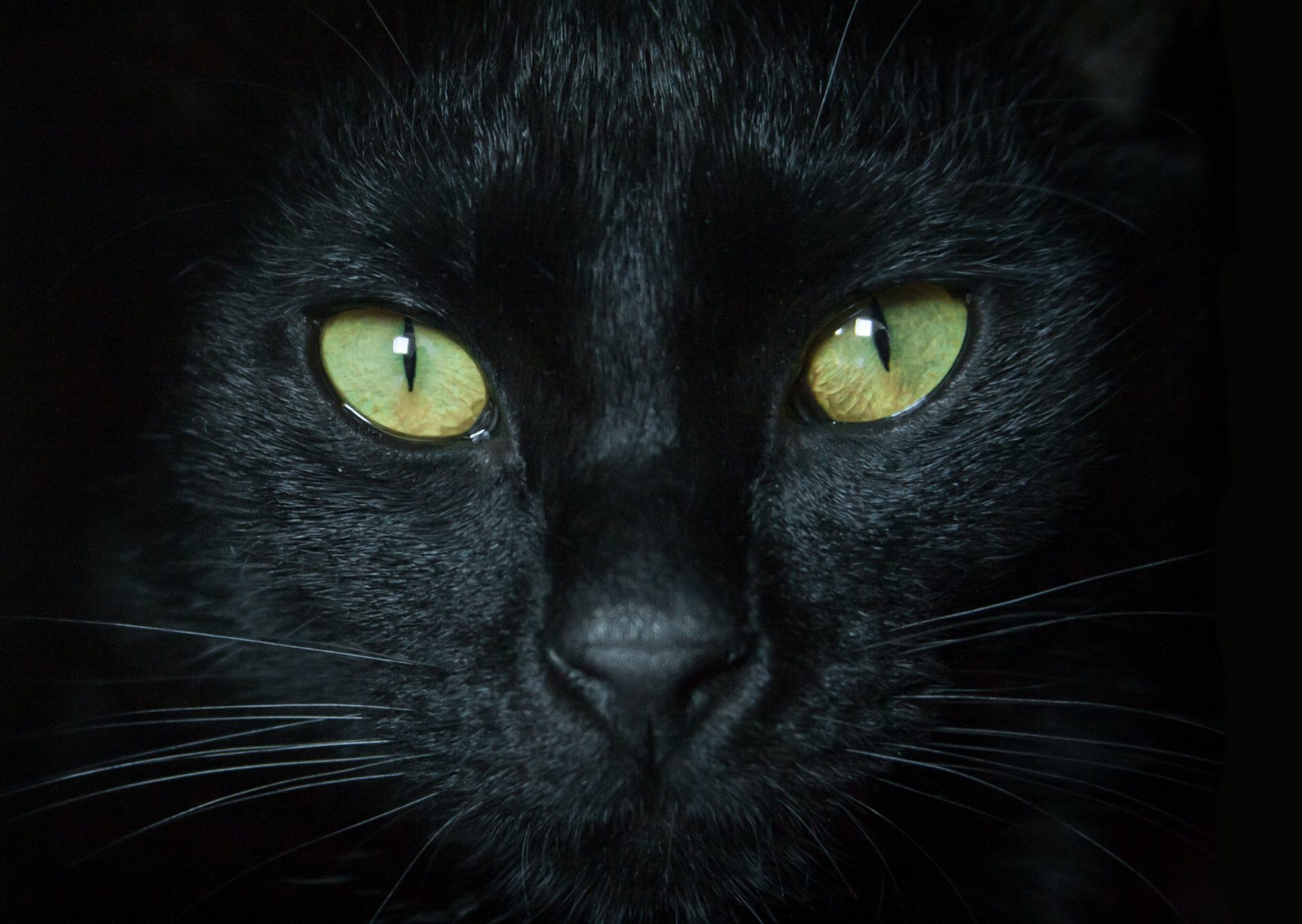 Gatto nero, oggi è la sua giornata: da dove nasce la superstizione