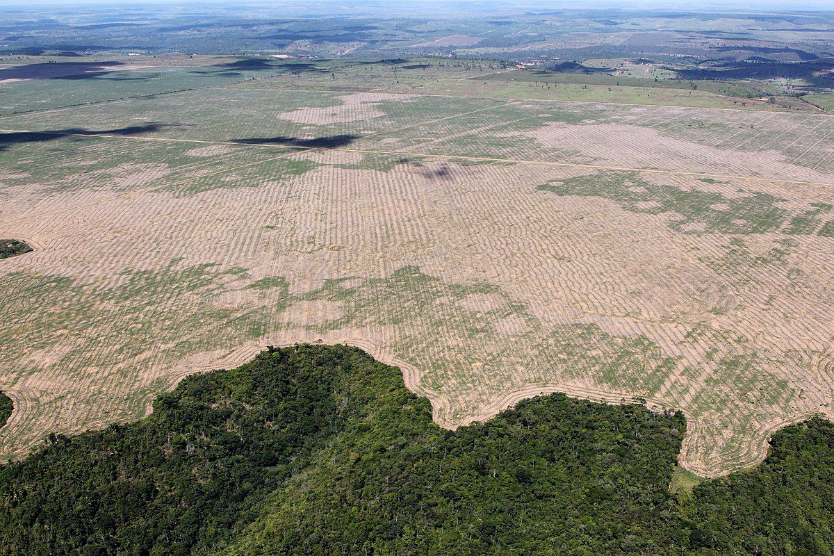 deforestazione amazzonia, legame con l'industria della moda