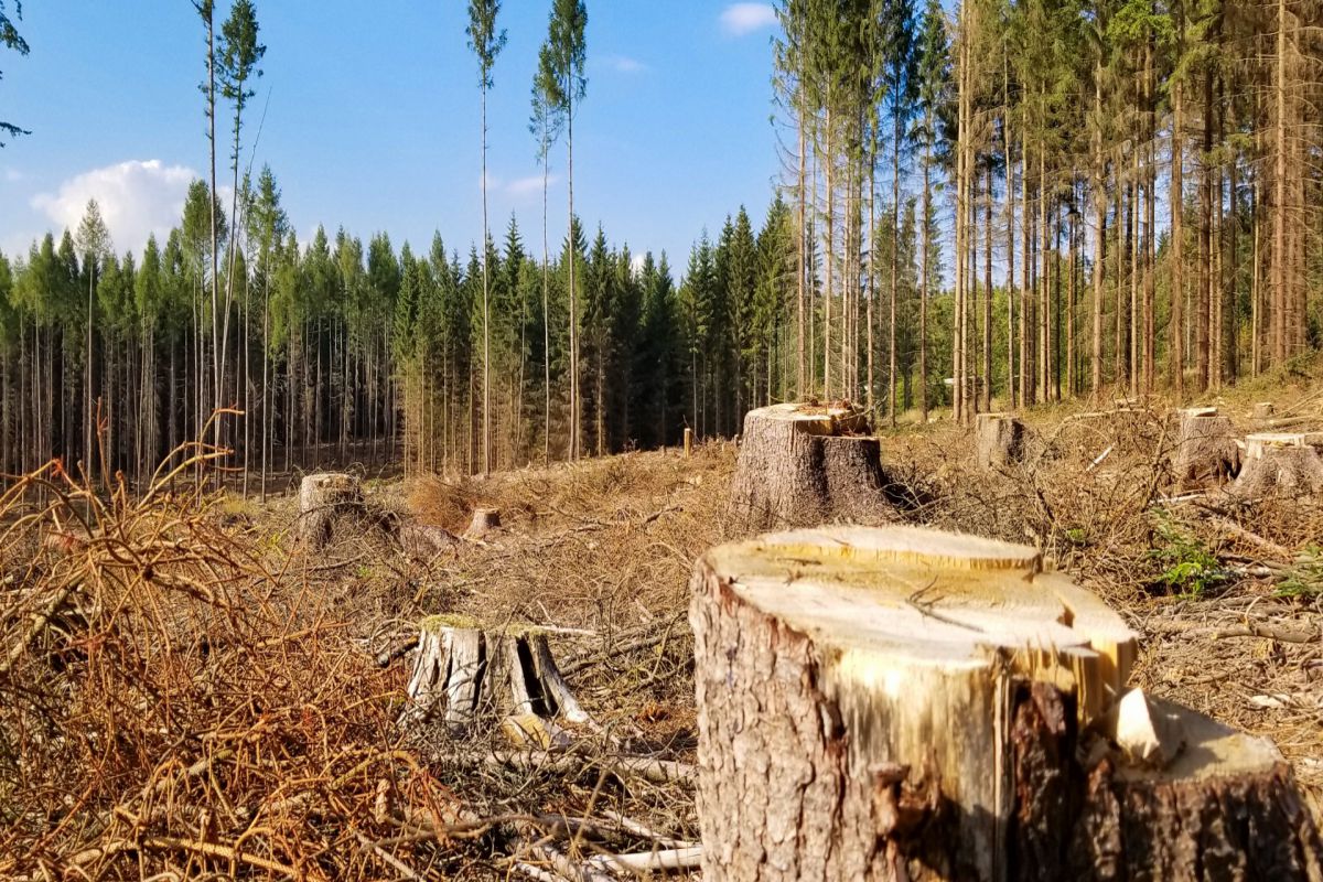 record deforestazione amazzonia