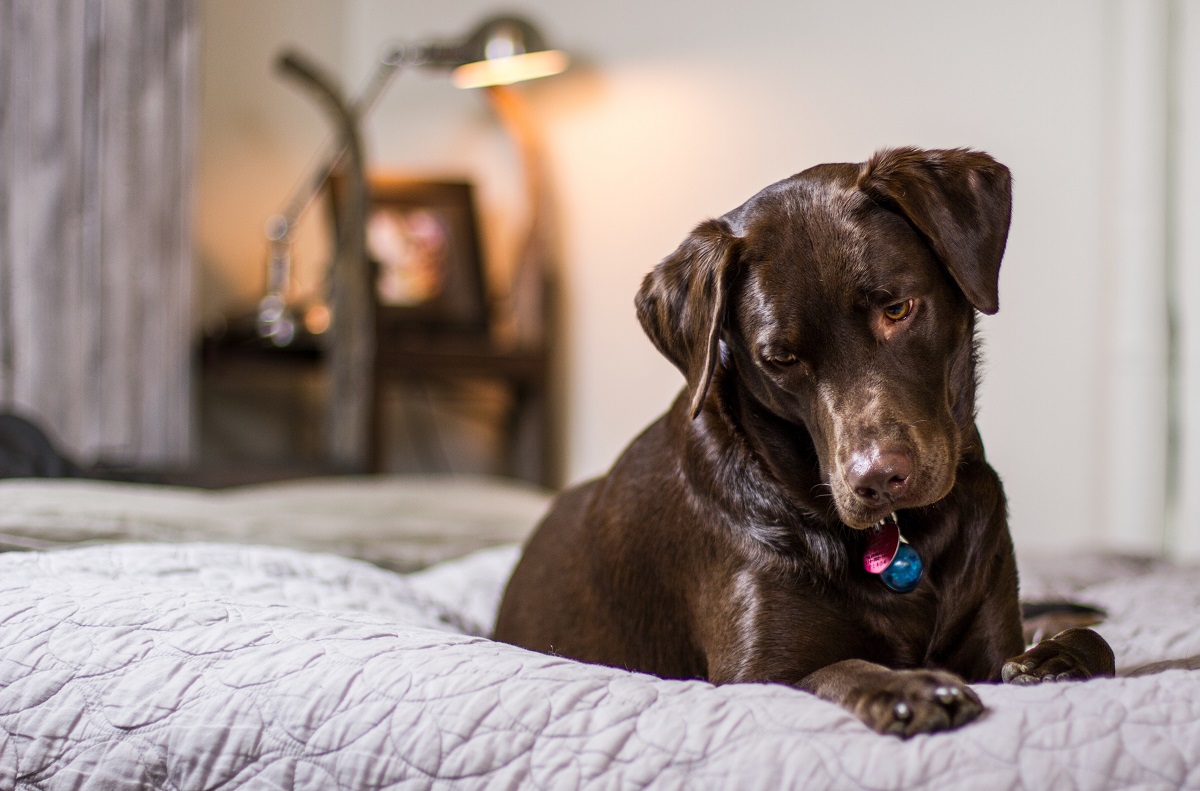 Dogphone, il telefono per cani