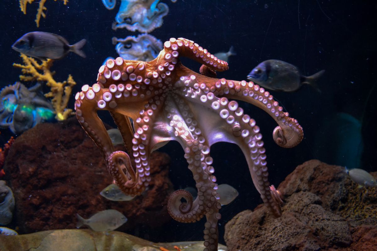 quali animali provano dolore