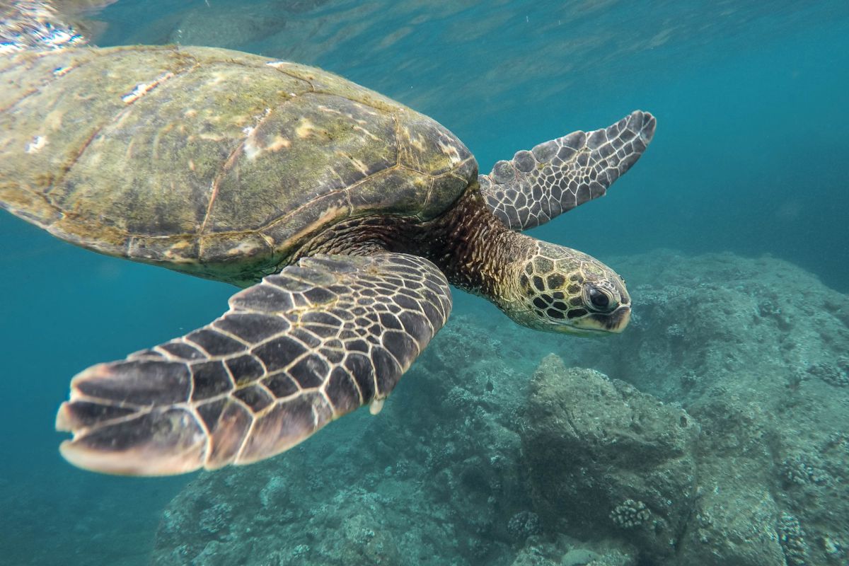 ecuador annuncia ampliamento riserva delle galapagos