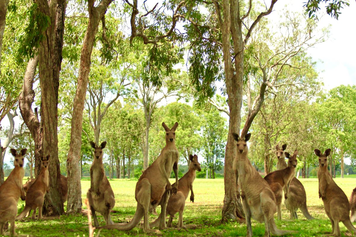 wallaby