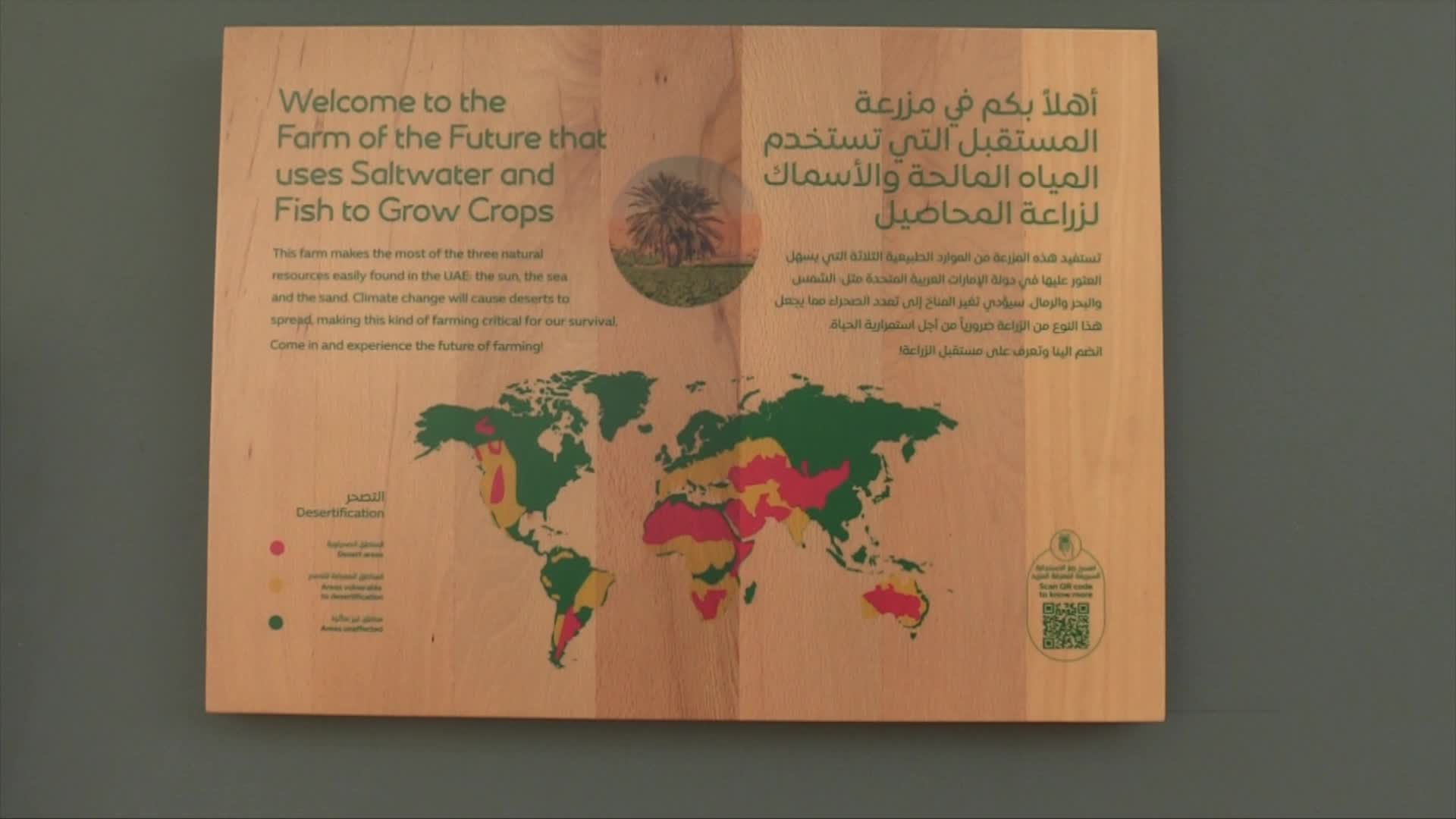 Expo Dubai 2020, il futuro della Terra passa anche dalla 'desert farm'