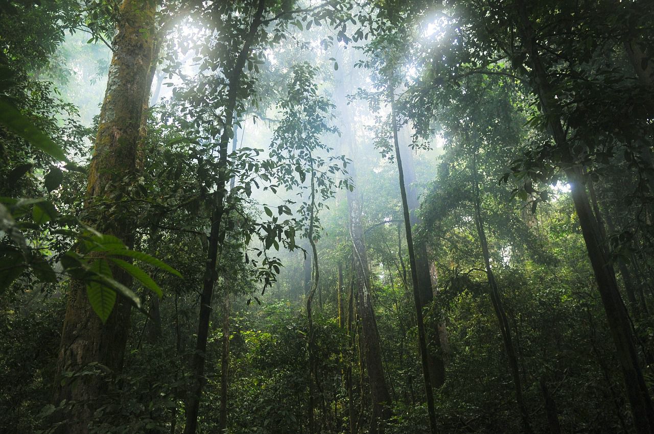 sentenza storica per una foresta in Ecuador