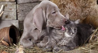 Perché la Giornata dei diritti degli animali è il 10 dicembre?
