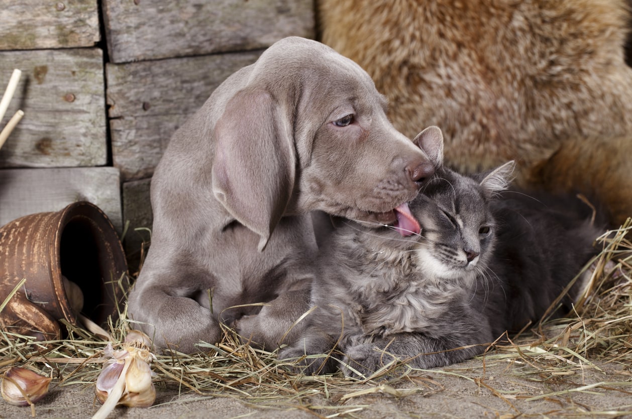 Perché la Giornata dei diritti degli animali è il 10 dicembre?