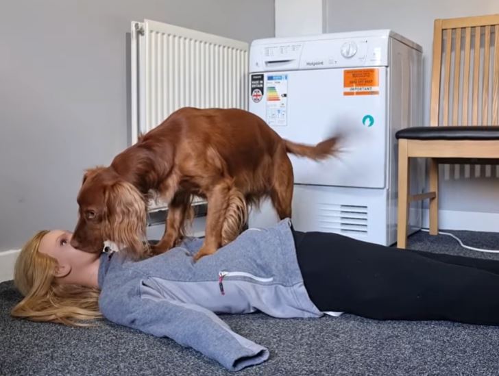 Scozia, un cane riesce a eseguire un massaggio cardiaco