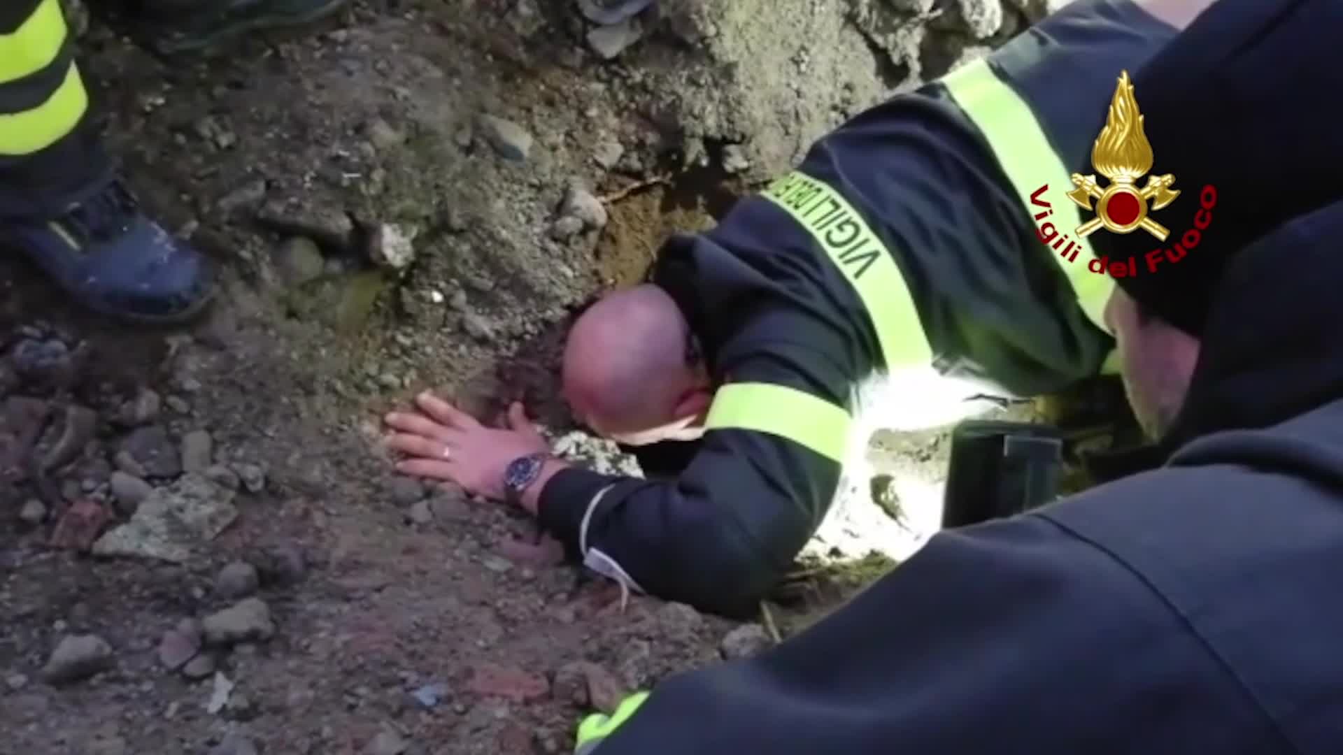 Salvati due cani bloccati in un cunicolo interrato nel Comasco