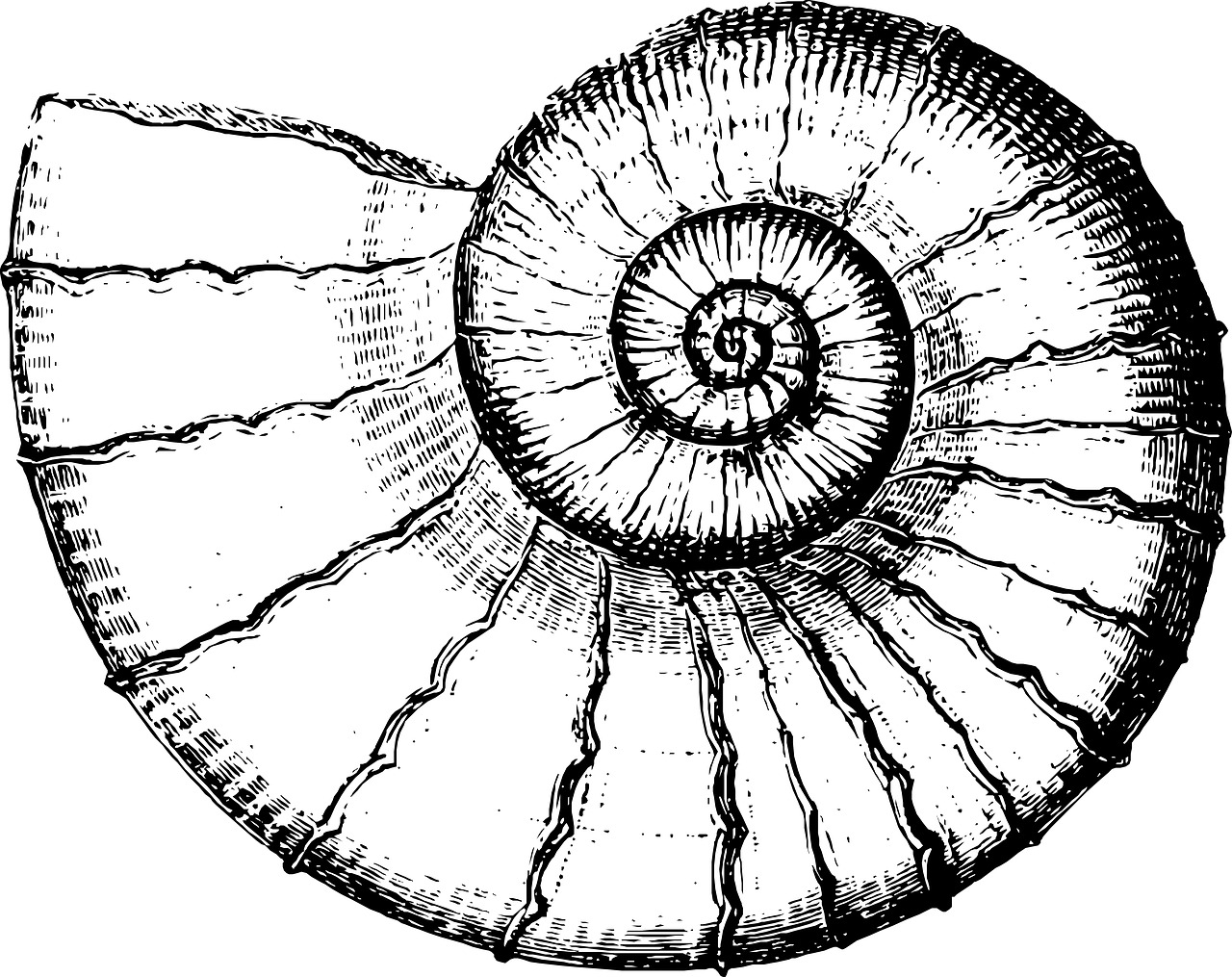 L'estinzione starebbe riguardando soprattutto i molluschi (Pixabay)