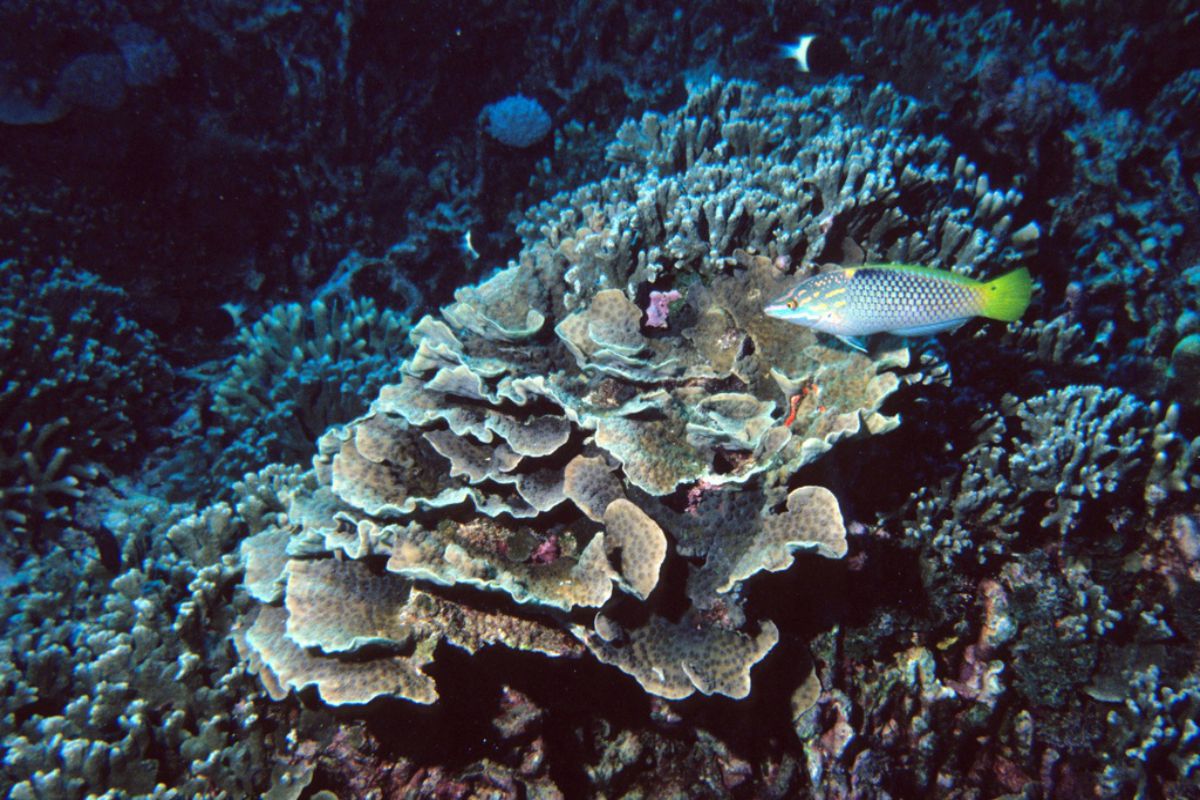 scoperta rara barriera corallina incontaminata