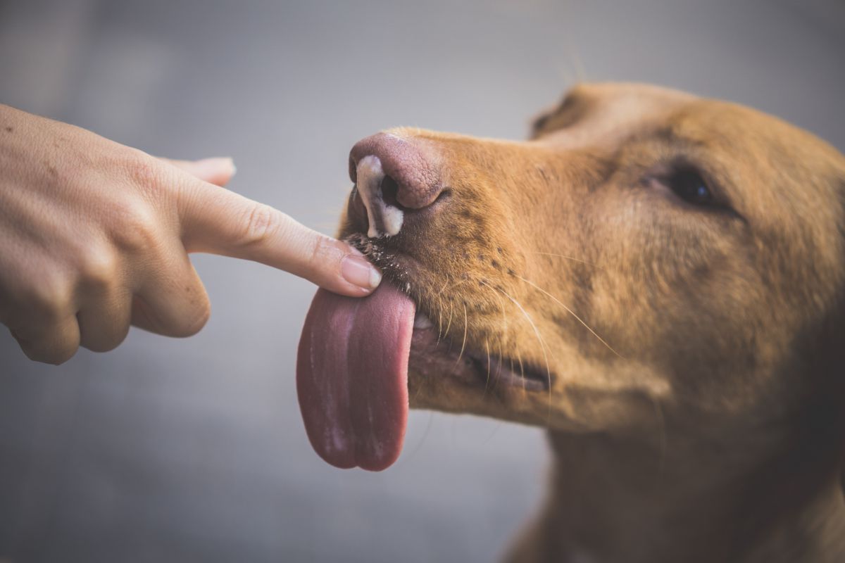 perchè i cani leccano