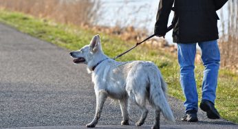 Multa da 100 euro ai 50enni no-vax? Costa (molto) di più il cane che sporca