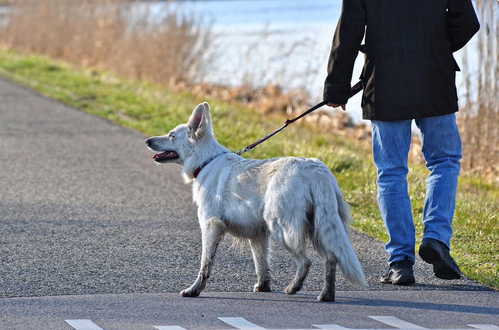 Multa da 100 euro ai 50enni no-vax? Costa (molto) di più il cane che sporca