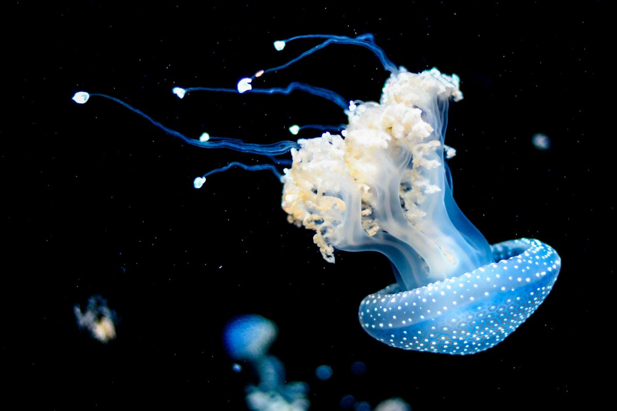 perché la Nasa sta esplorando gli oceani