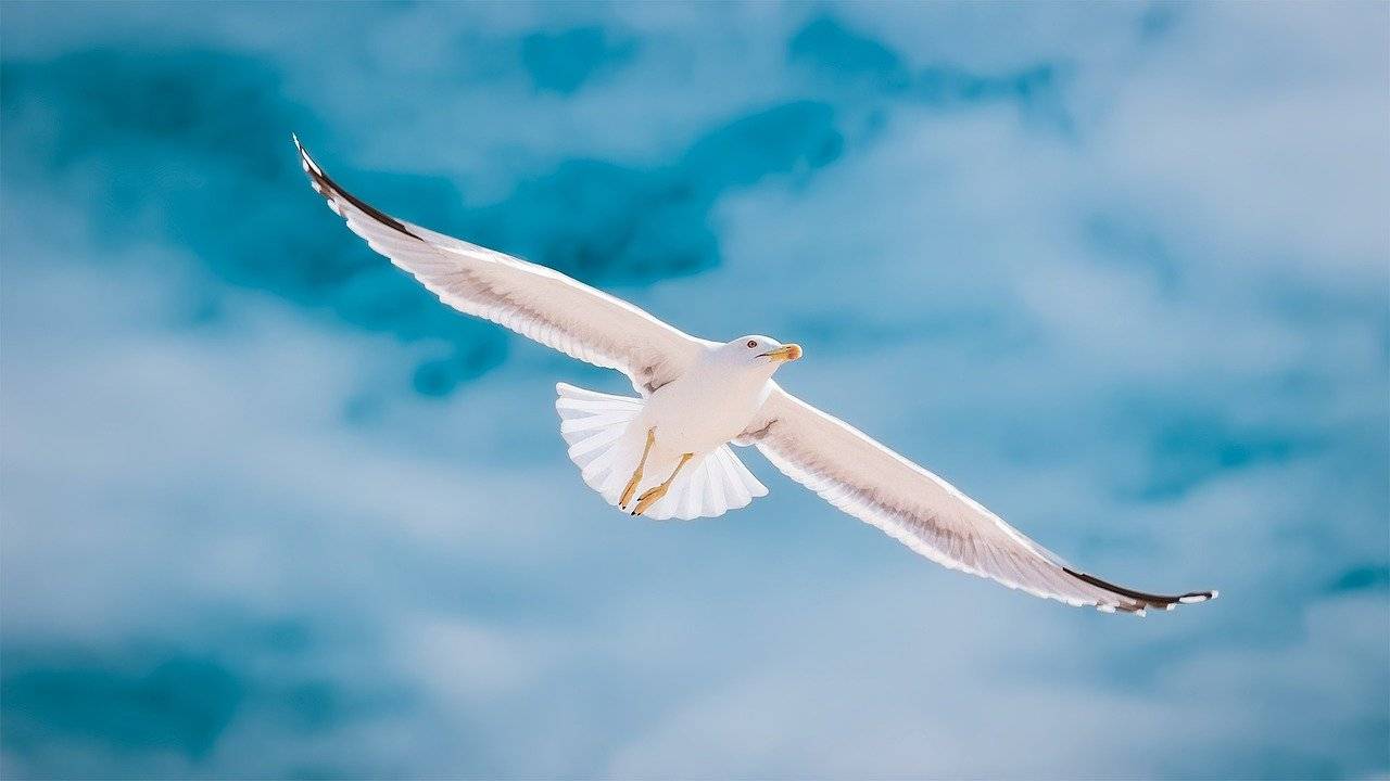 La foto di un gabbiano