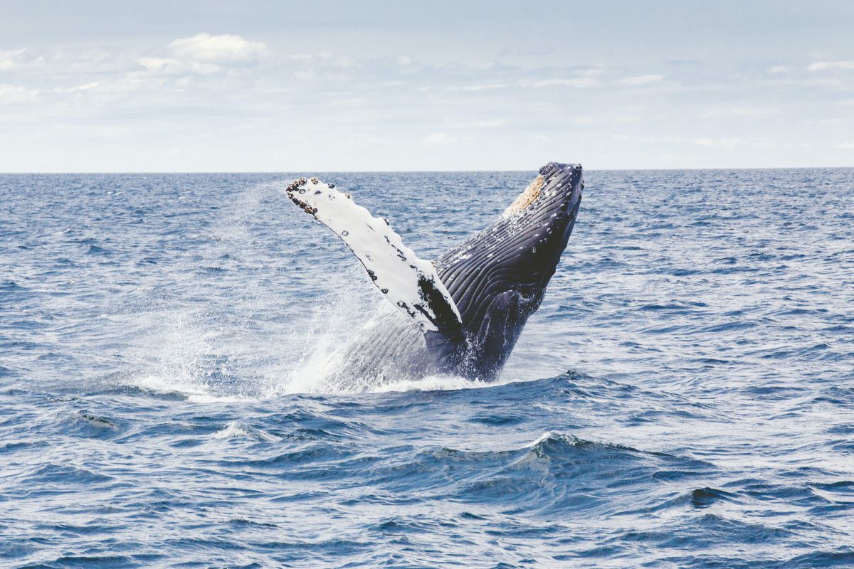 islanda punta a fermare la caccia alle balene