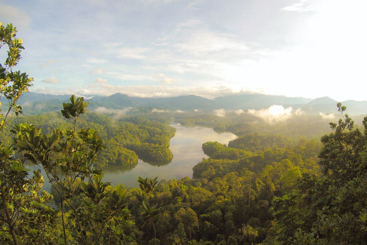 nel mondo ci sono specie di alberi ancora da scoprire