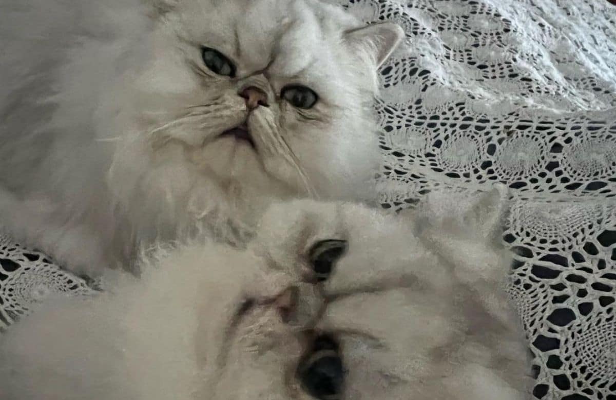 gatti Serena Bortone
