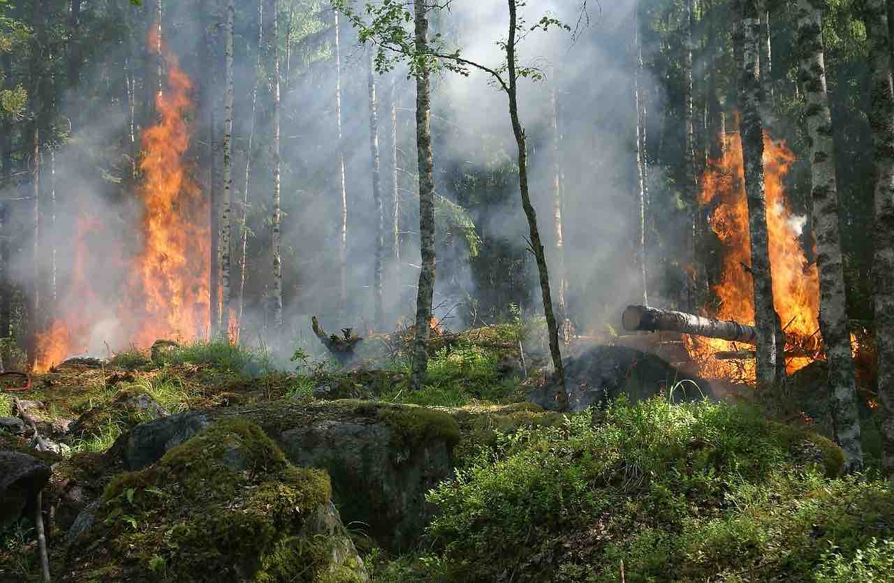 Incendi foresta fuoco