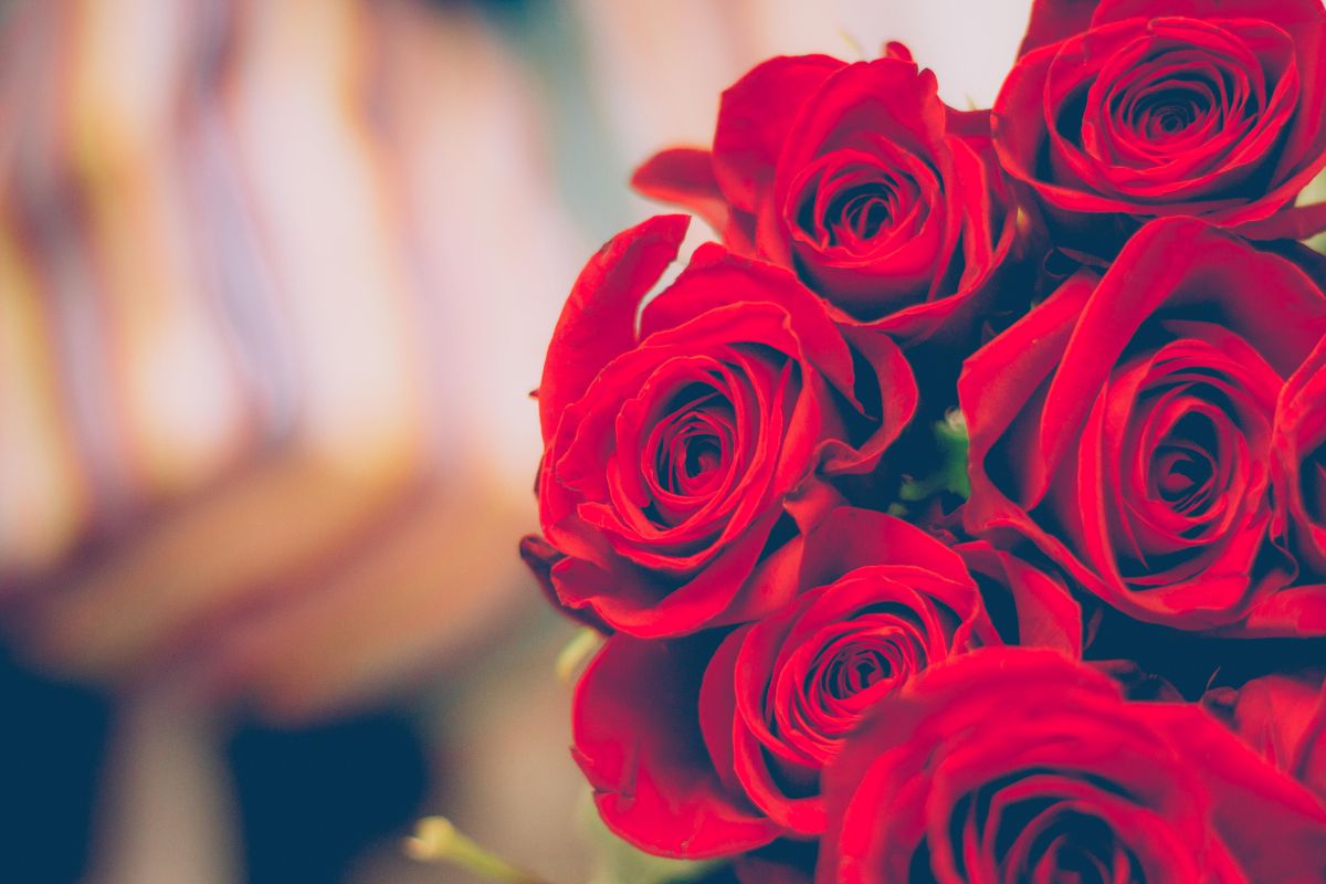 l'impatto ambientale delle rose a San Valentino