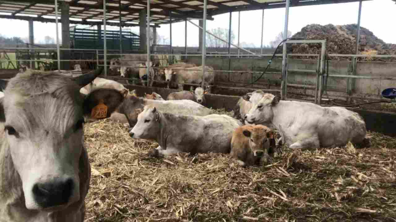 Un'azienda di allevamento in Piemonte