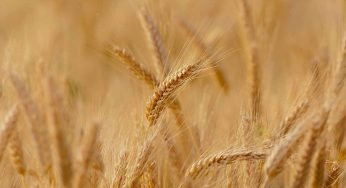 La Russia vieterà l’esportazione di grano, zucchero e mais