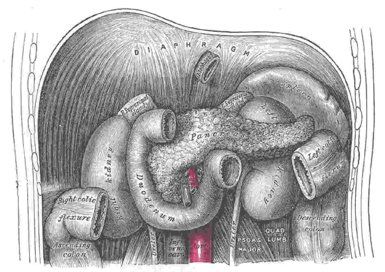 Rappresentazione del pancreas