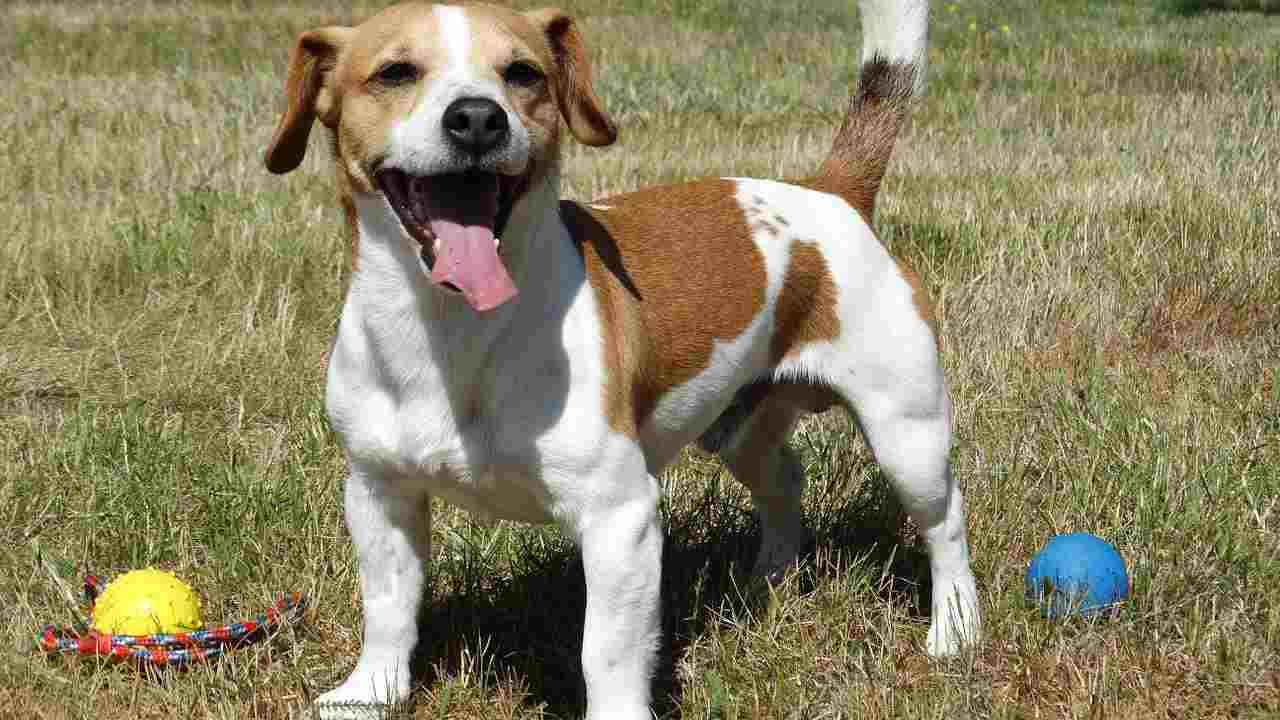 Il cane Jack Russell Terrier