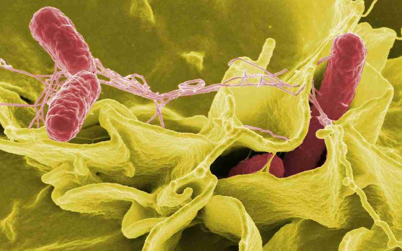 Un batterio del genere Salmonella