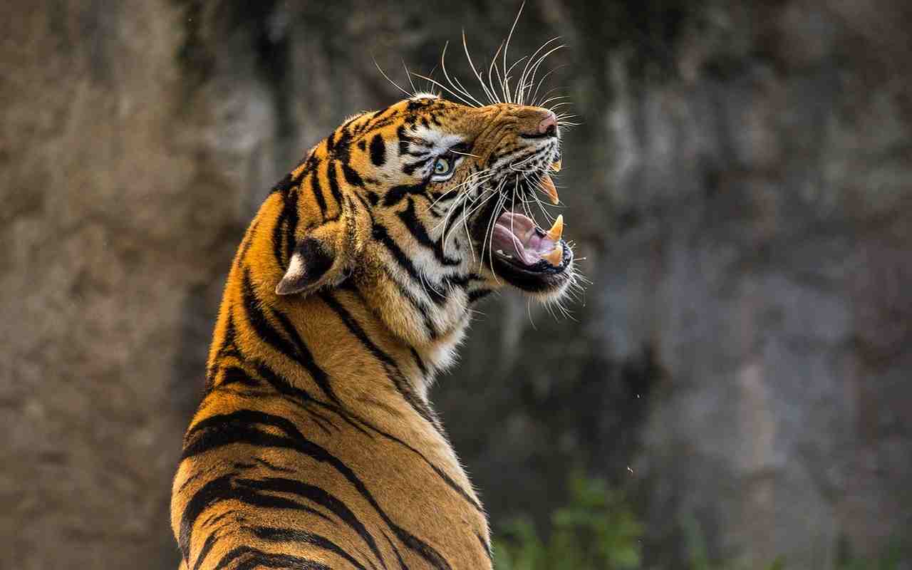 In Ucraina, tigri e leoni rischiano di essere abbattuti
