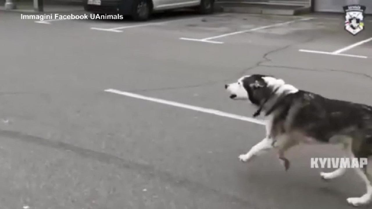 A Bucha un cane si riunisce con il suo padrone