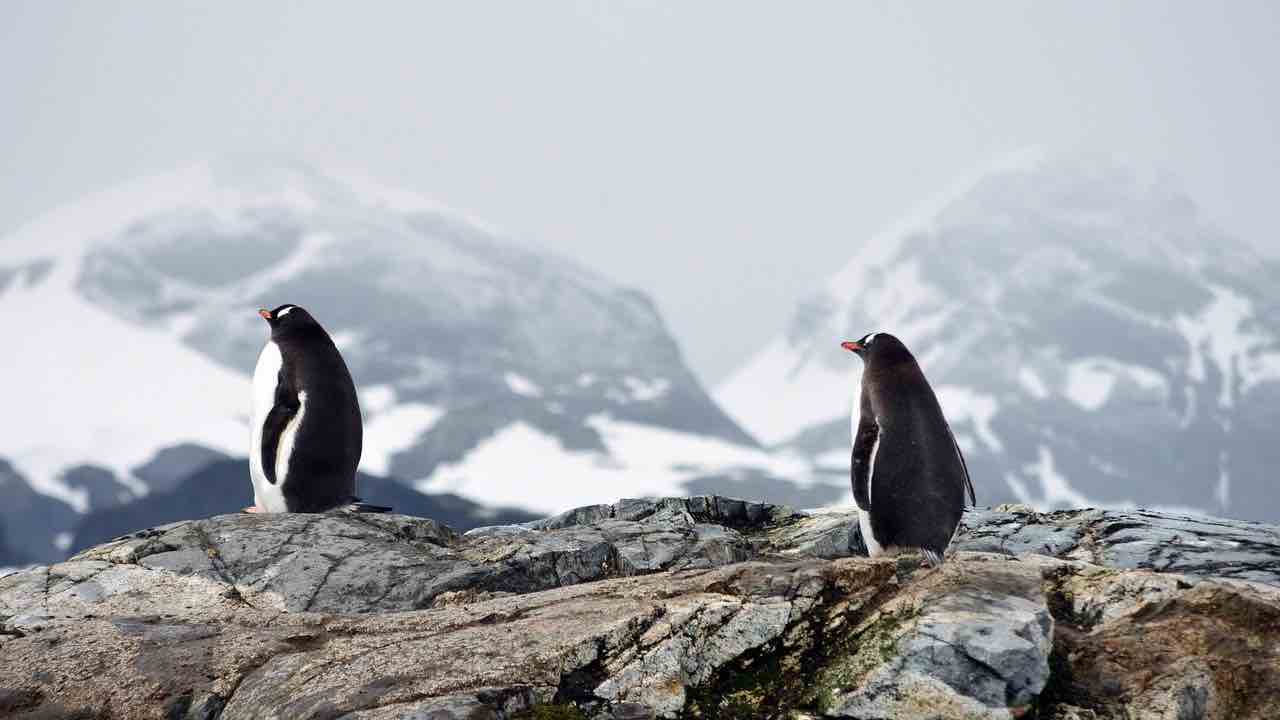Pinguini Port Lockroy