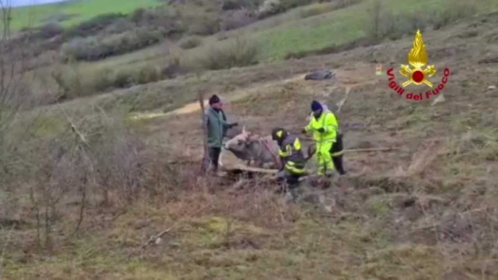 Salvataggio mucca vigili del fuoco