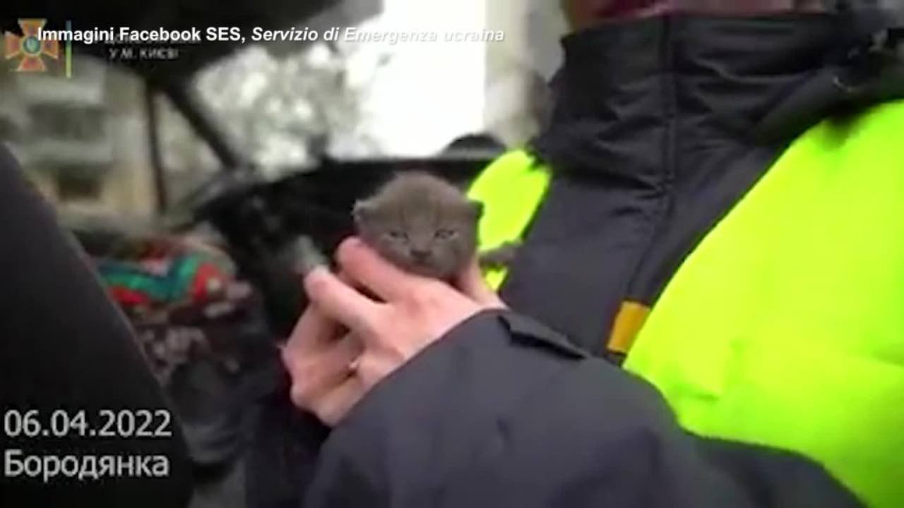 Animali salvati Ucraina