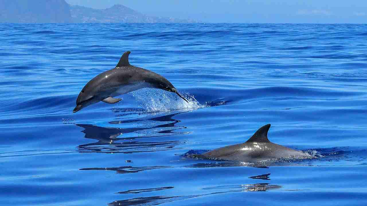 Delfini che nuotano in mare aperto