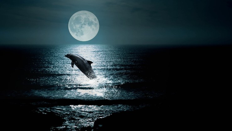 Delfino che salta in acqua di notte