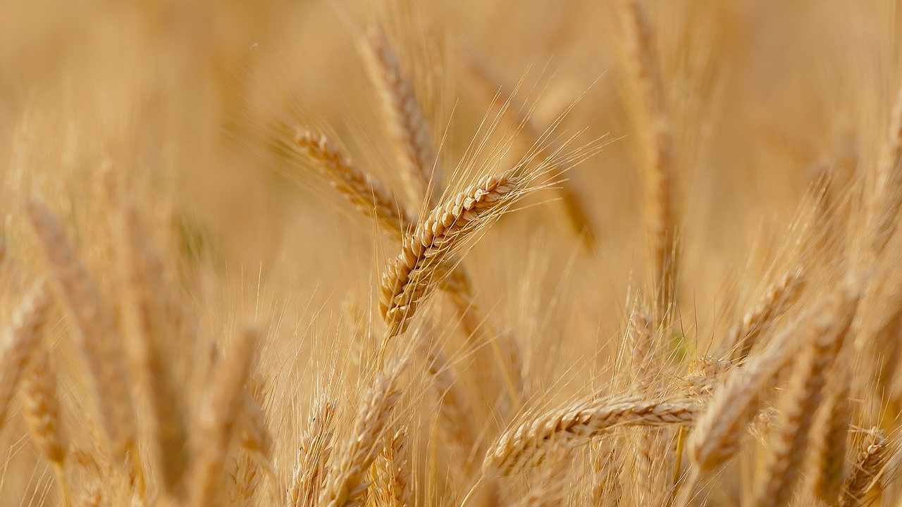 Prezzo del grano in aumento