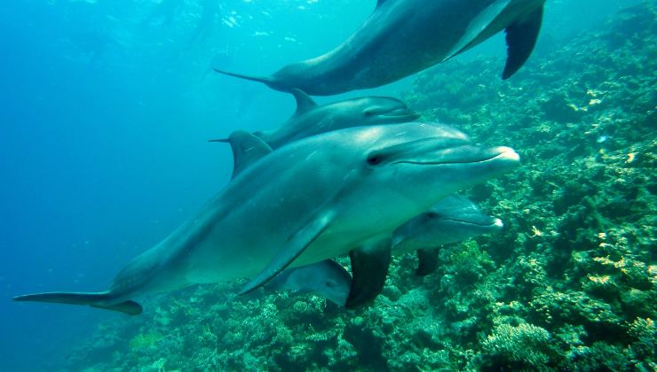 Nuoto subacqueo di un gruppo di delfini