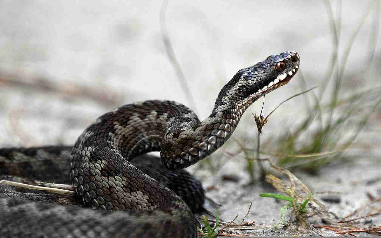 I batteri possono resistere nel veleno di alcune specie di serpenti