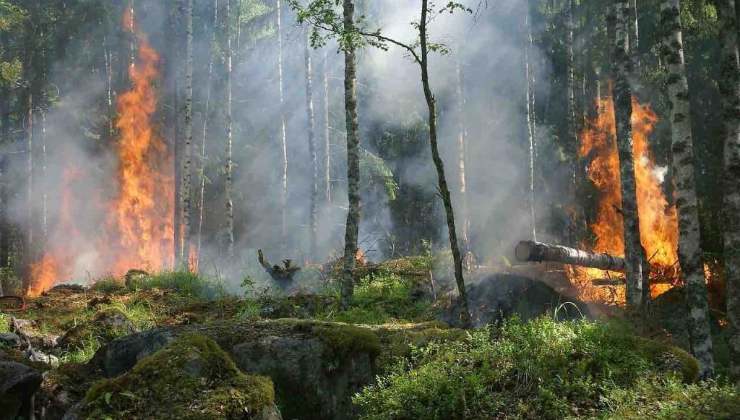 Incendio, una foresta in fiamme