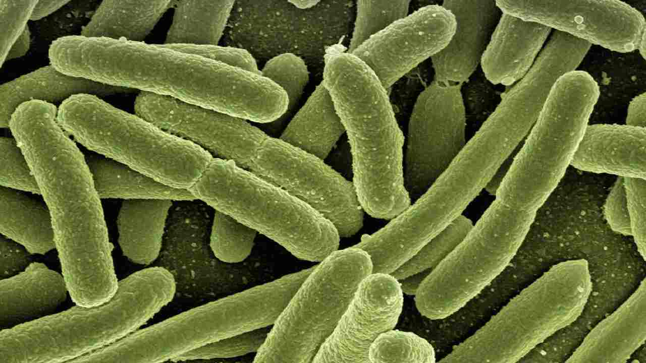 Escherichia Coli: cos'è, i suoi sintomi, perché è pericolosa per l'uomo