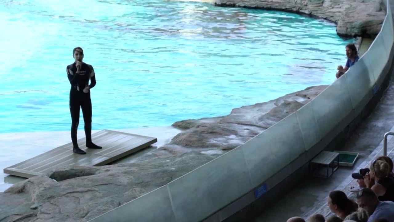 Riccione, Gessica Notaro torna ad addestrare i delfini al parco Oltremare