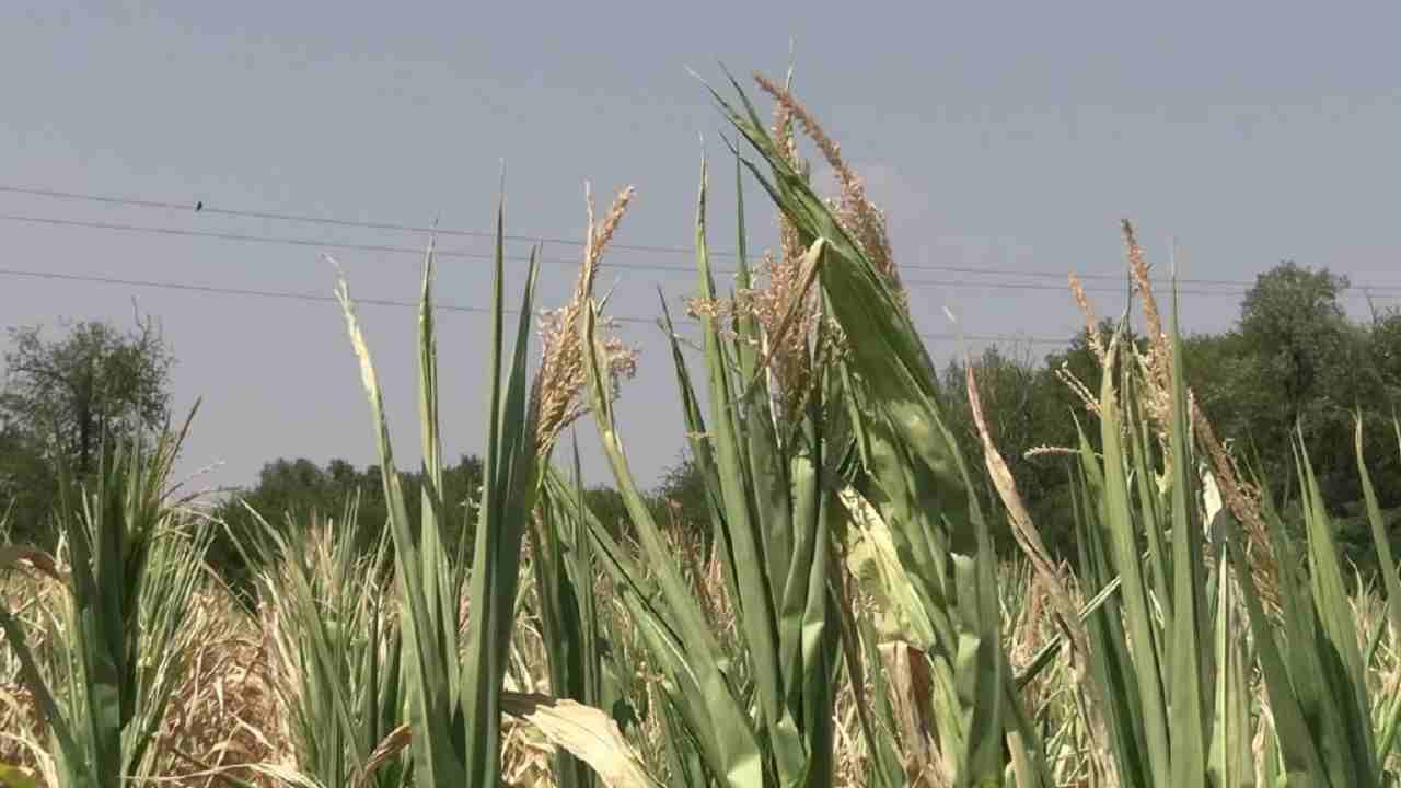 Raccolti a rischio a causa della siccità