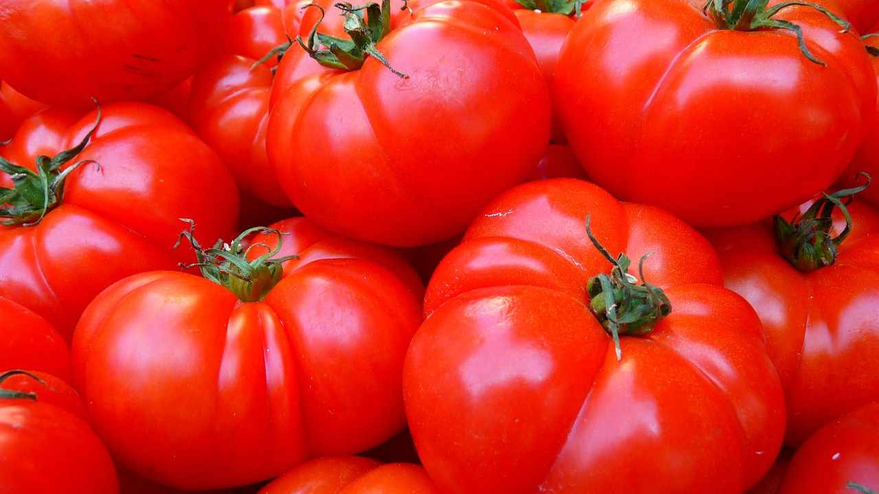 Pomodori raccolti